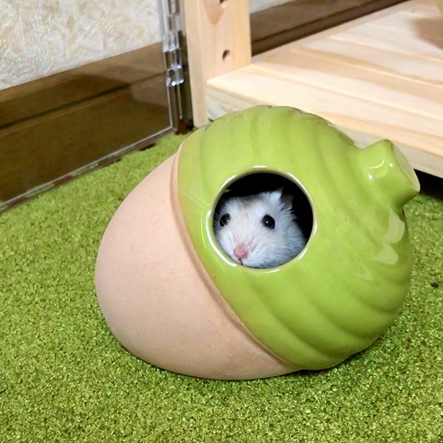 仓鼠偷吃被发现，虽然立刻停止了，但鼠鼠很不情愿