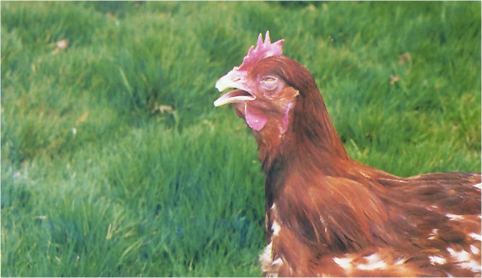 鸡传染性喉气管炎西药奇方,鸡传染性喉气管炎活疫苗使用方法