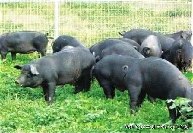 梨木台景林农家院,梨木台景林农家院直播