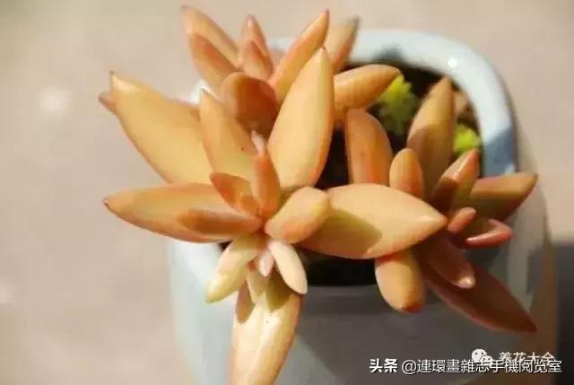 365种多肉图谱大全,365种鲜花图册大全