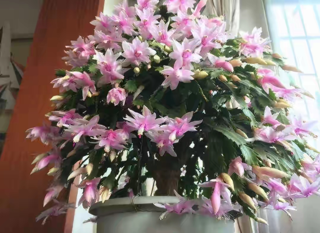 好看又好养的盆花,人养花也养人