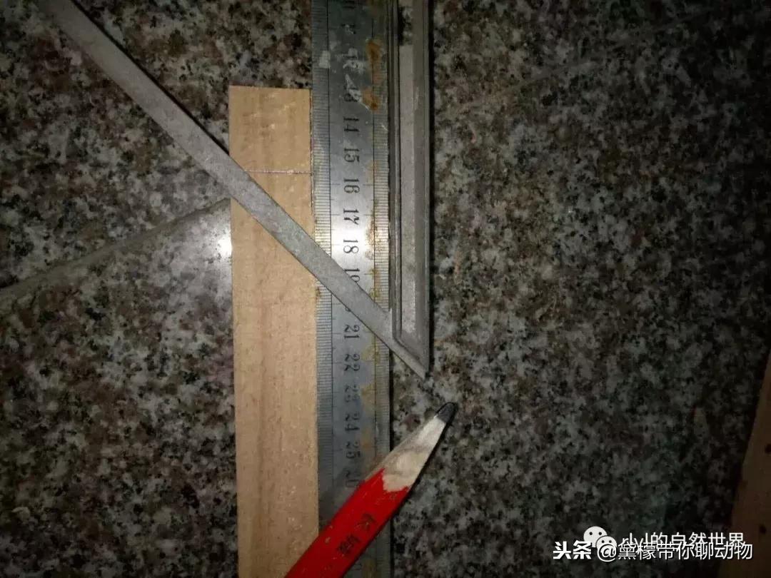 丛林造景黄缘龟池设计图大全,龟宝宝黄缘龟生态缸造景教程