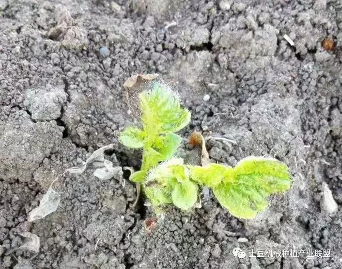 灭草松除草剂对马铃薯药害,马铃薯药害的一般症状图片