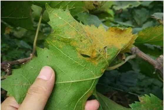 有关葡萄的病症,葡萄新梢病害图谱