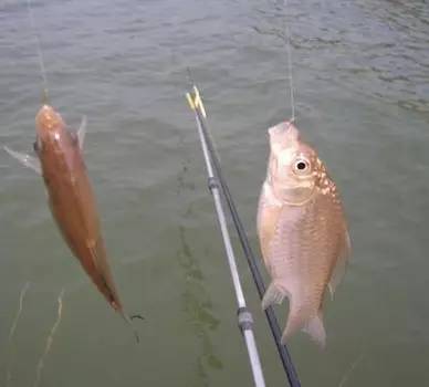 十个最好的浮漂,14种漂相解析100%提高你的中鱼率