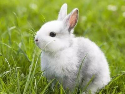 喂养宠物兔的好处,宠物兔的喂养大全视频播放