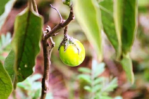 各种蔬菜水果祖先的样子,各种蔬菜祖先