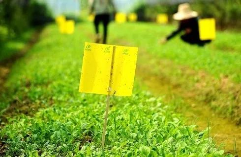 不明小虫咬后奇痒无比,咬人很痒的小黑虫有哪些
