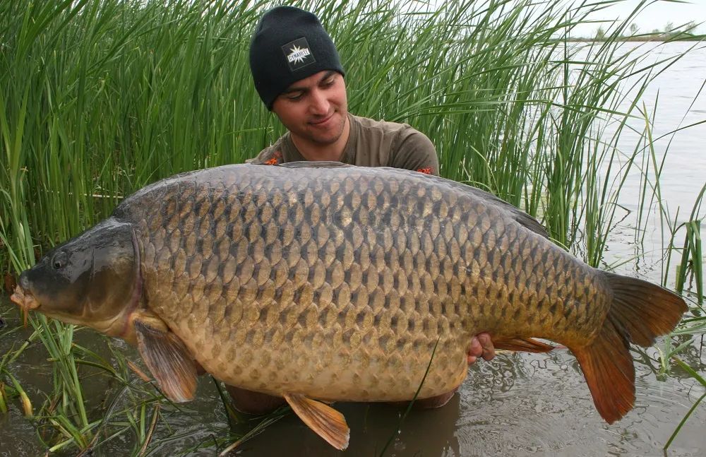 长江最重的鱼多重,长江里最大的鱼有多大
