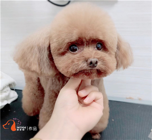 宠物美容培训学费大概多少钱,宠物美容培训机构都学什么