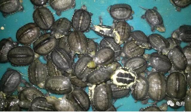 鉴赏花草模板,小青苗照片