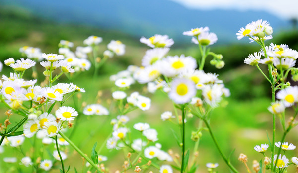 仙山岭,江西的“扎尕那”,万里茶道第一村,却被无数游客错过