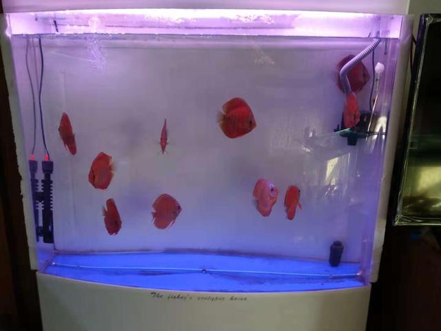 鱼缸净水剂使用方法,鱼缸使用净水剂多久能加硝化细菌