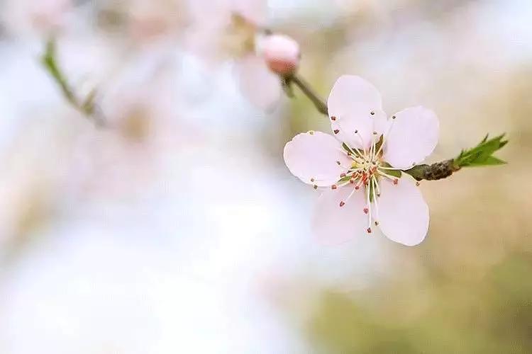 女神节陕西免门票的景点,陕西女神节免票景区