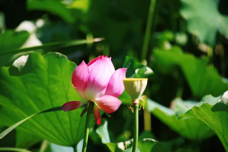 单反快速入门索尼,单反自动挡是哪个