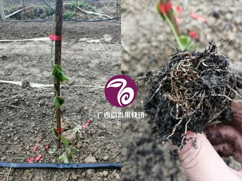 百香果容易得什么病害,百香果容易坏怎么办