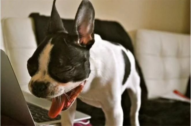 宠物百科澳洲牧牛犬,蓝色法国斗牛犬优缺点