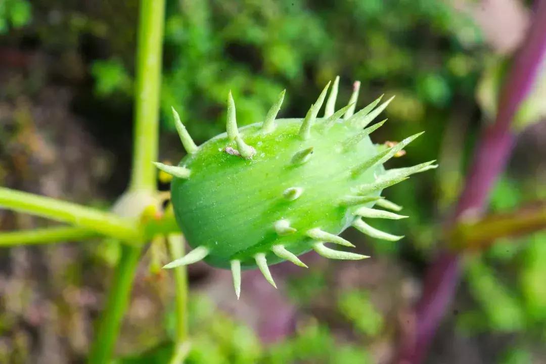 他的工作是厨师的英文,他的工作是什么英文句子