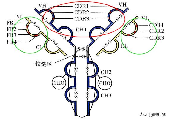 医学免疫知识点大全,医学术语图解指南书