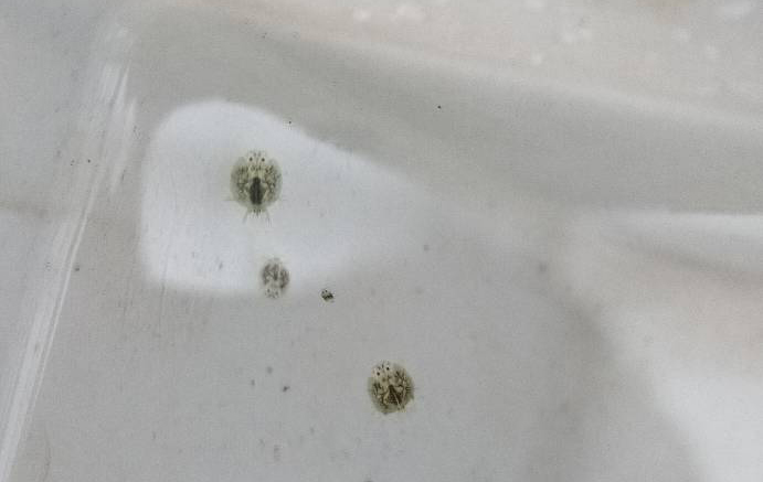 鱼虱和鱼鲺傻傻分不清楚？别再搞混了，治疗方法可能不一样