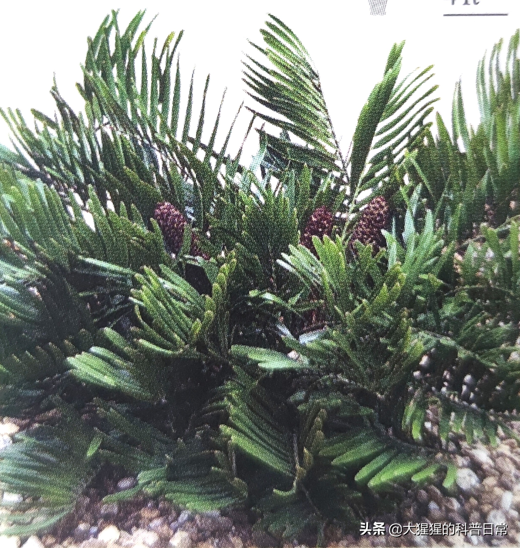 银杏的植物类群,银杏苏铁雪松水杉是裸子植物吗