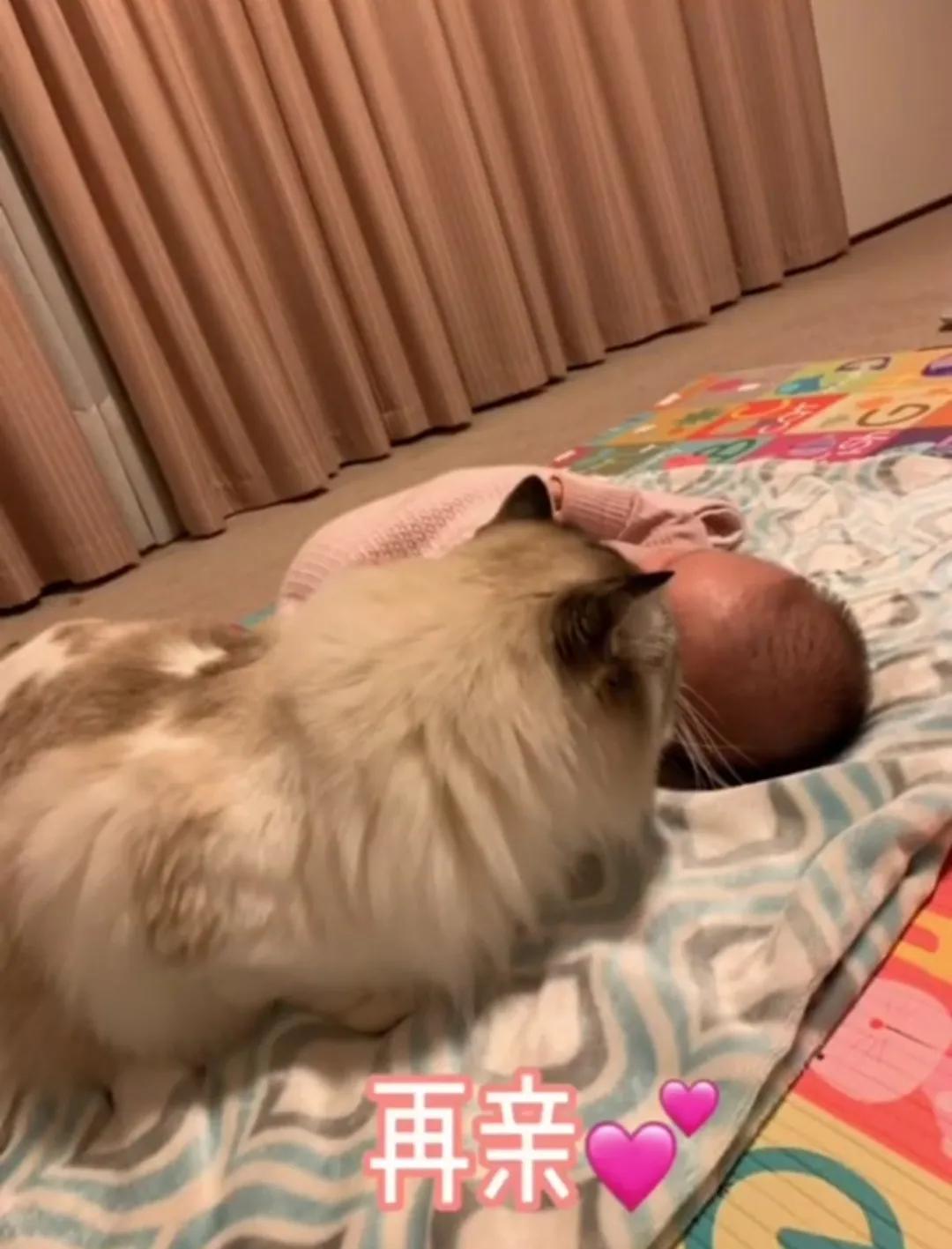 哪种猫最会带娃,什么猫带娃最好