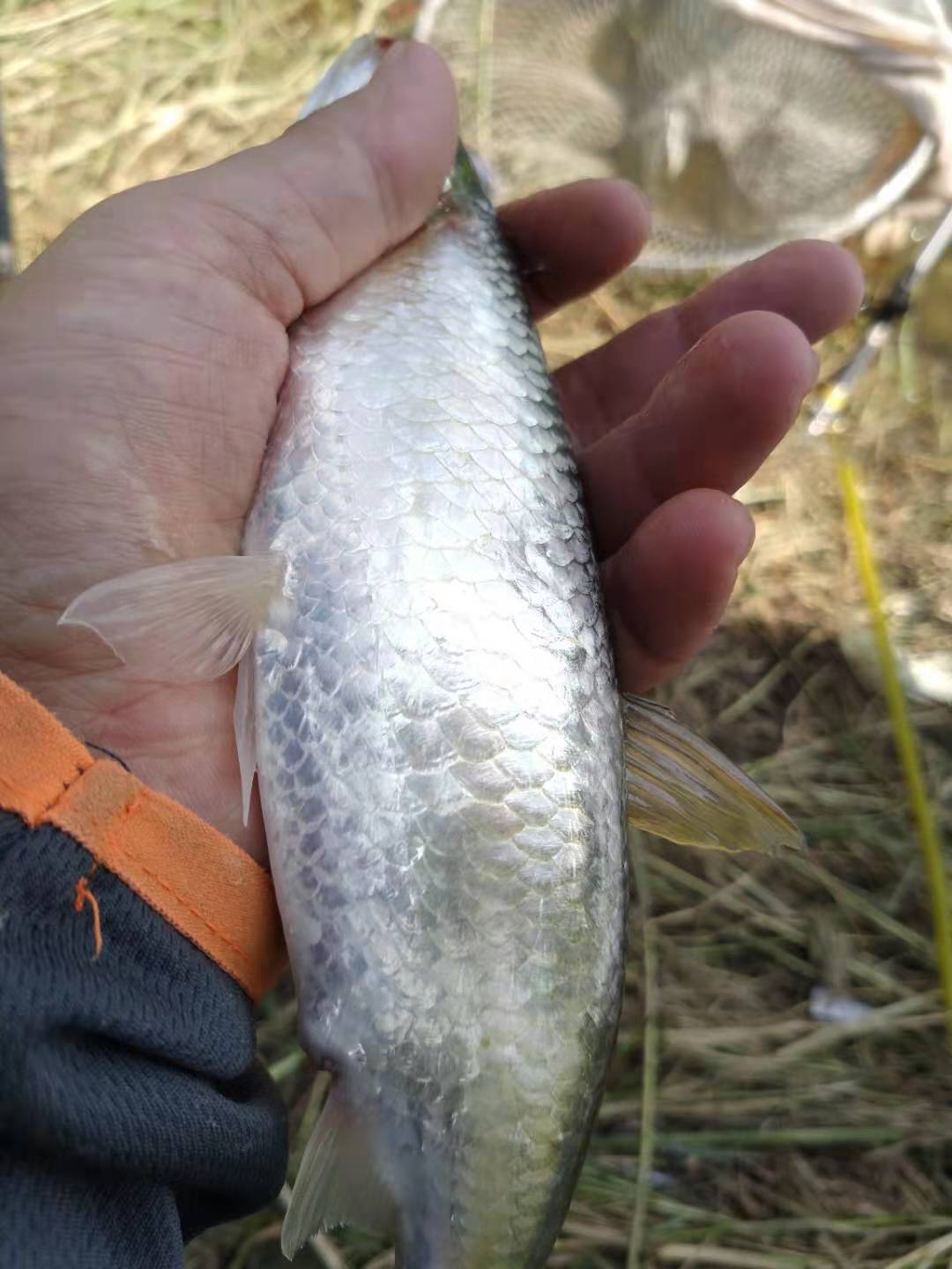 钓鱼人最怕鱼浮头,三个技巧可解决,虽爆不了护但渔获肯定有