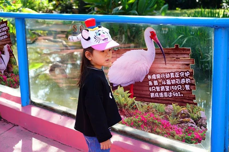 广州旅游攻略长隆动物世界,亲子游广州长隆动物园