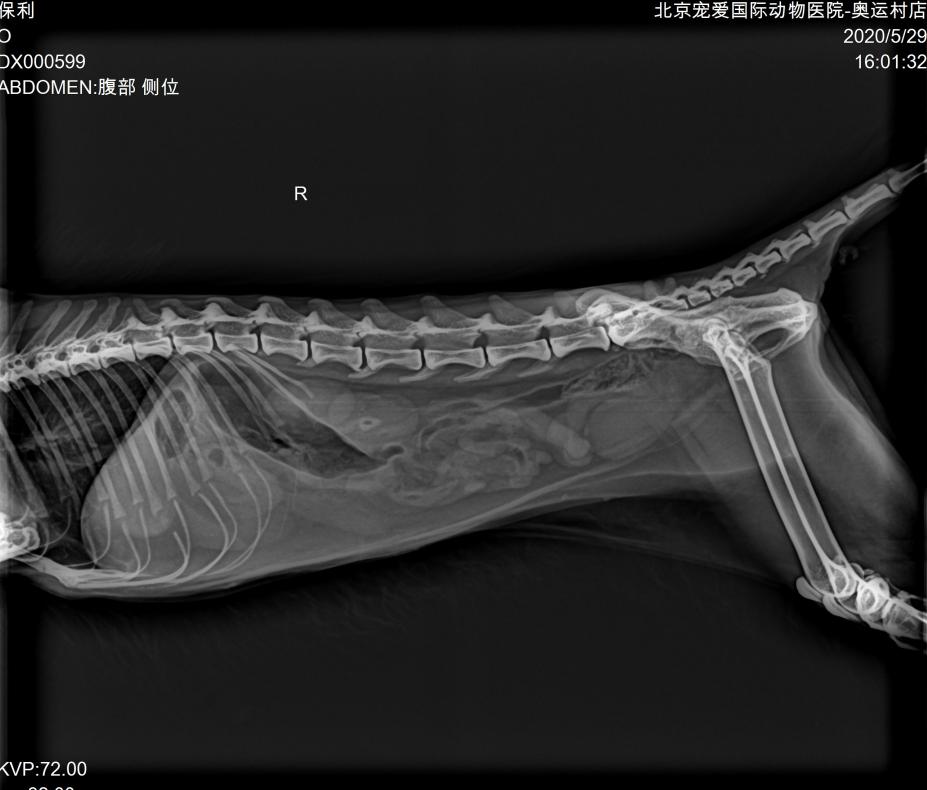猫咪脂肪肝黄疸的真实经历,猫咪脂肪肝在家治疗方法