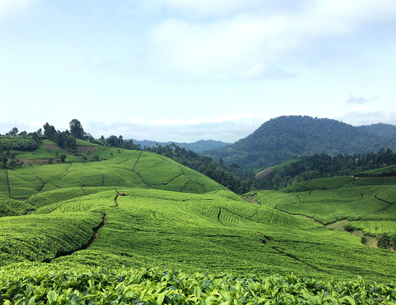 非洲红茶,肯尼亚红茶