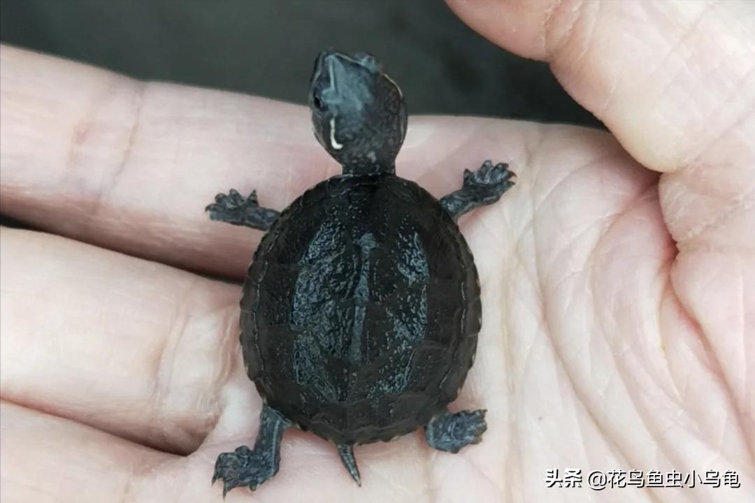 最容易养的乌龟是哪种乌龟,最容易养的乌龟是哪种品种