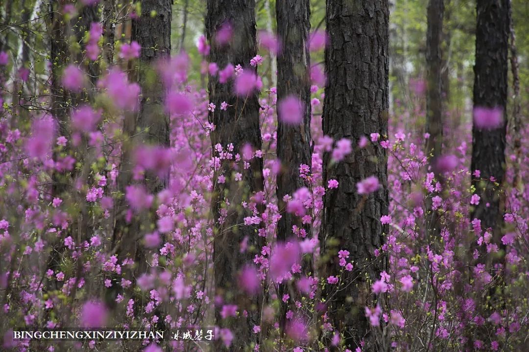 寻找中国最美的春季,探寻中国最美秘境