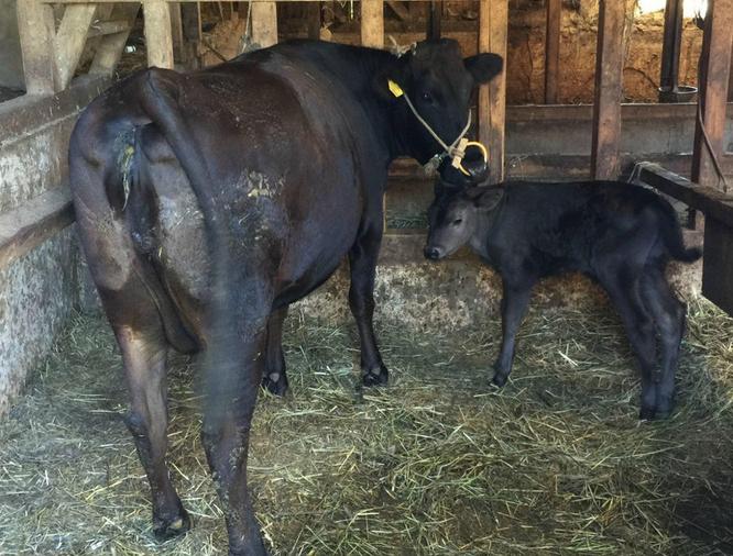 牛不发情怎么办？牛不发情用什么药好？牛不发情是什么原因？