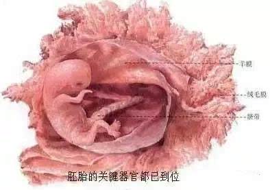 揭秘女人受精胎儿形成过程！十月怀胎就是生命最大的奇迹！