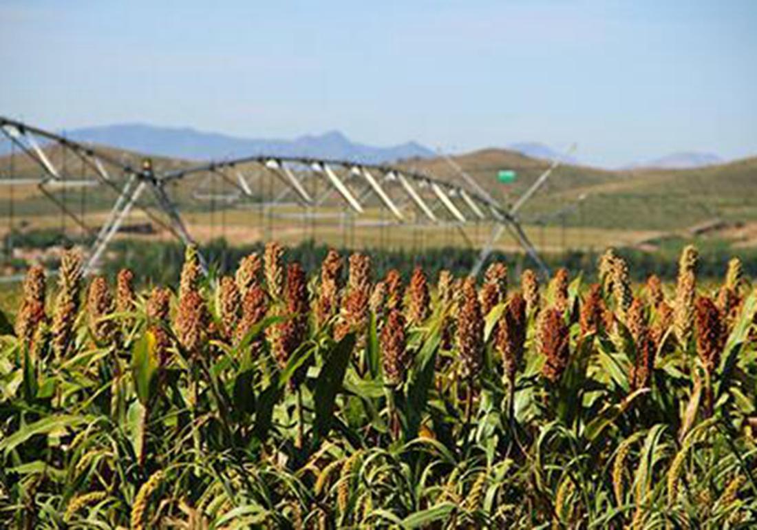高粱的种植技术怎么种产量更高呢,高粱高产栽培技术收割时间