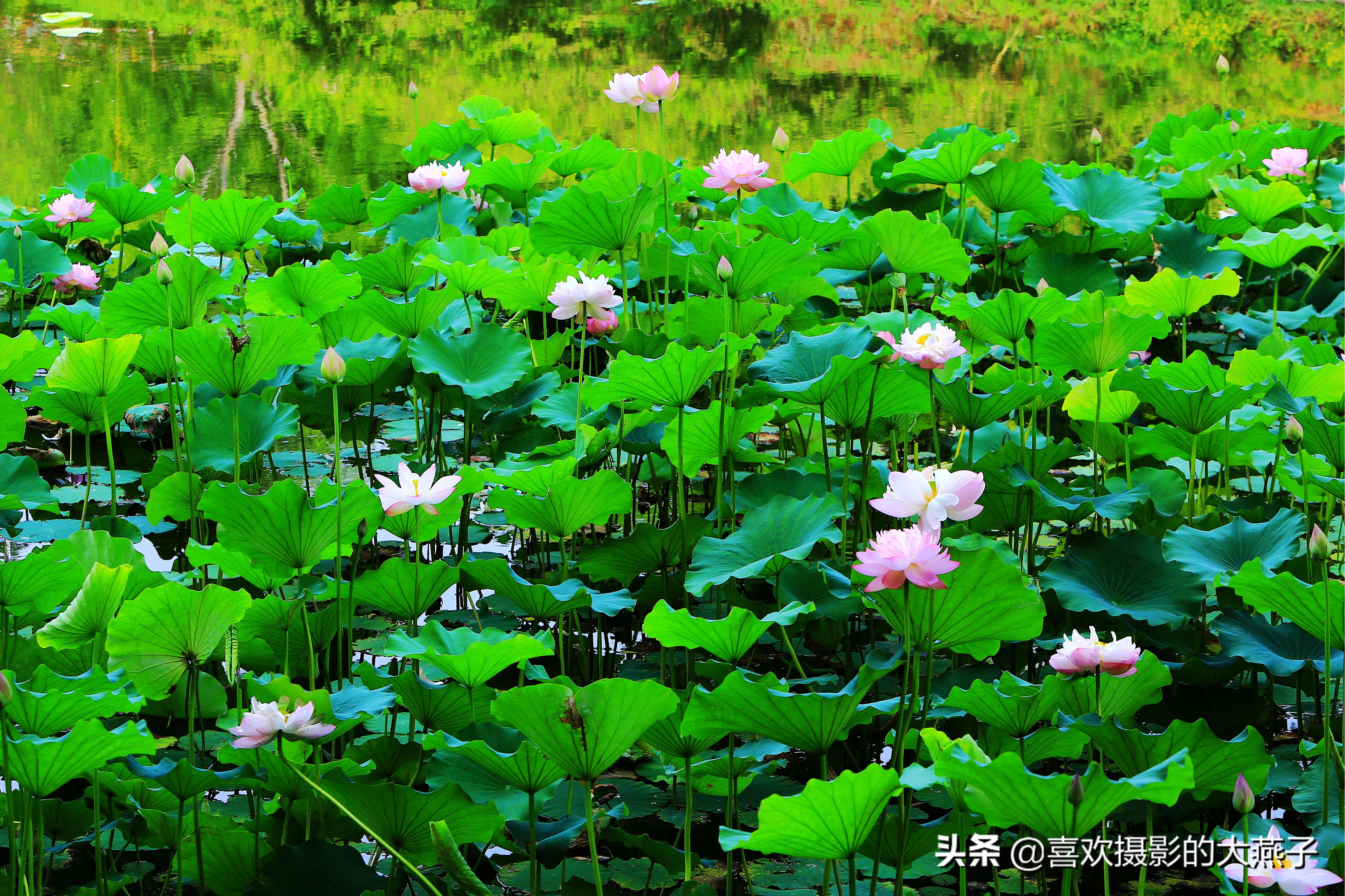 紫竹院京城景区,京城皇家御河紫竹院