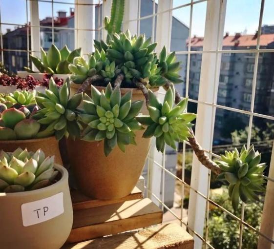 夏季养多肉用什么颜色的遮阳网好,多肉新手用什么土养最好