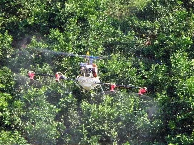 柑橘溃疡病的最佳防治时期,柑橘溃疡病的最佳防治措施