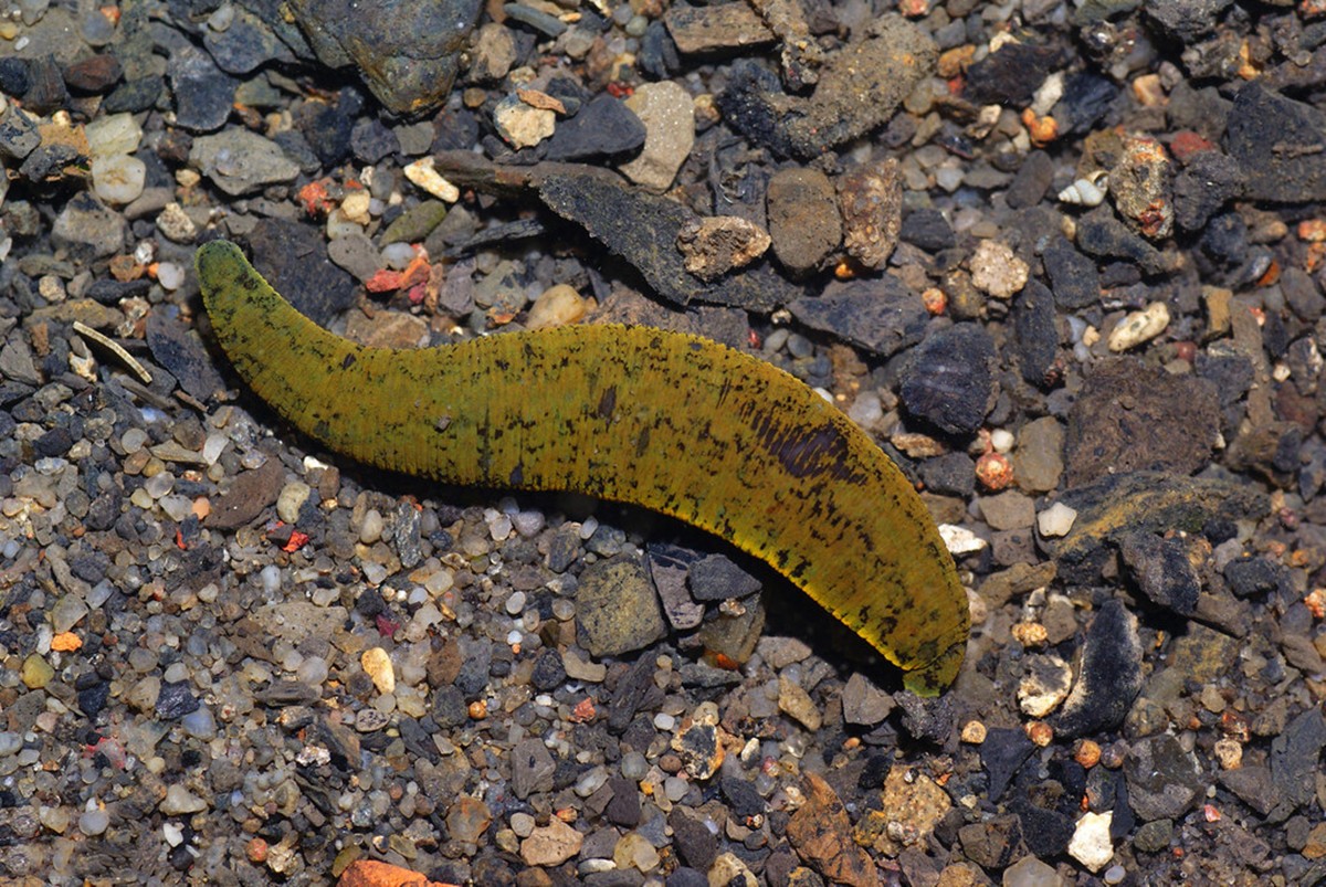 孩子被蜱虫咬头不长头发了,2岁宝宝被蜱虫咬后会哭闹吗