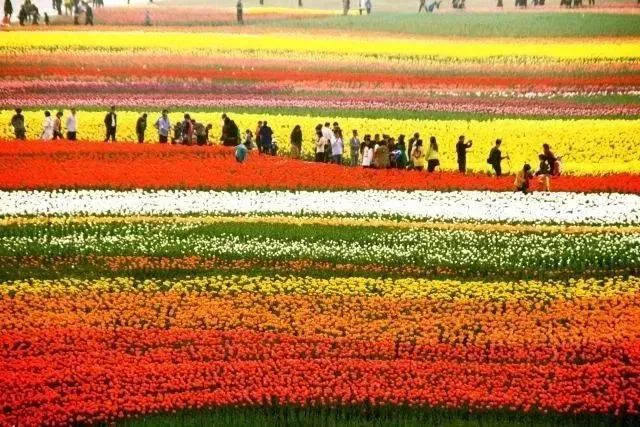 万株郁金香春天,一百万株郁金香