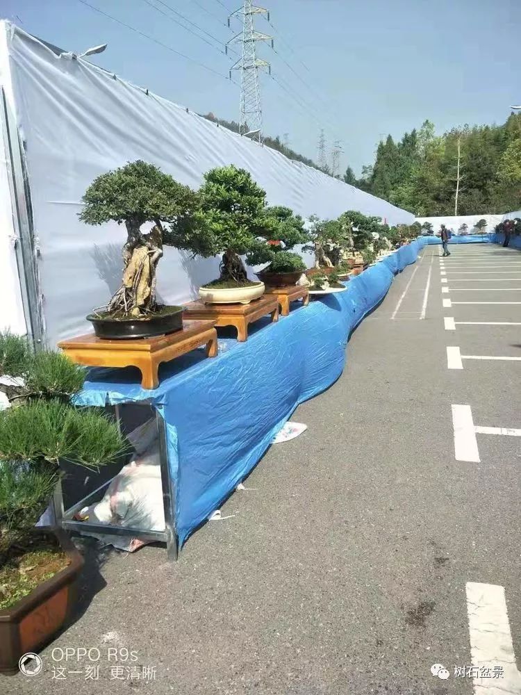 伟大使命复兴中国盆景艺术事业——2019中盆会大事回顾(下篇)