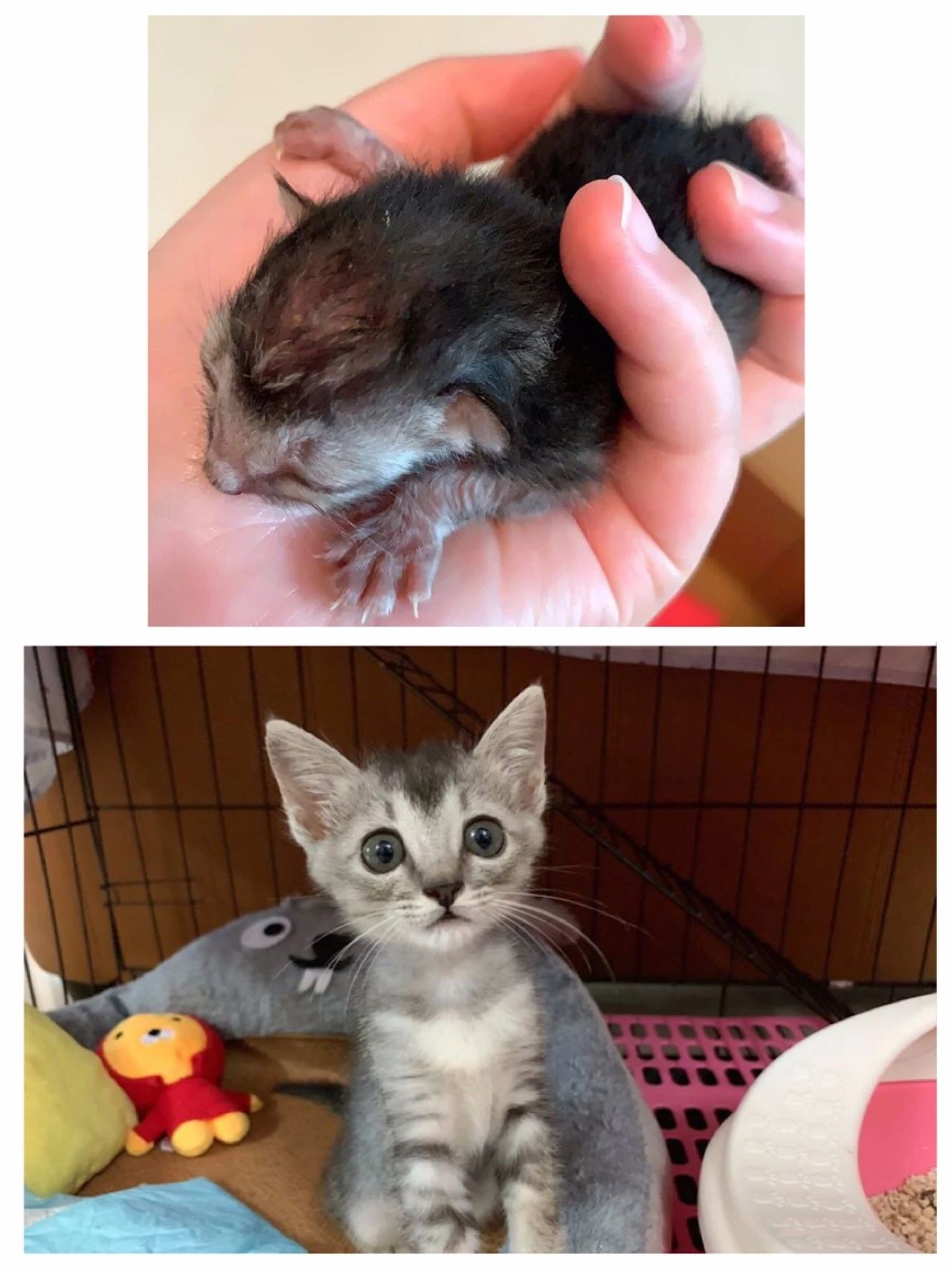 猫为什么不能喝牛奶而喝羊奶,小奶猫不让喝奶