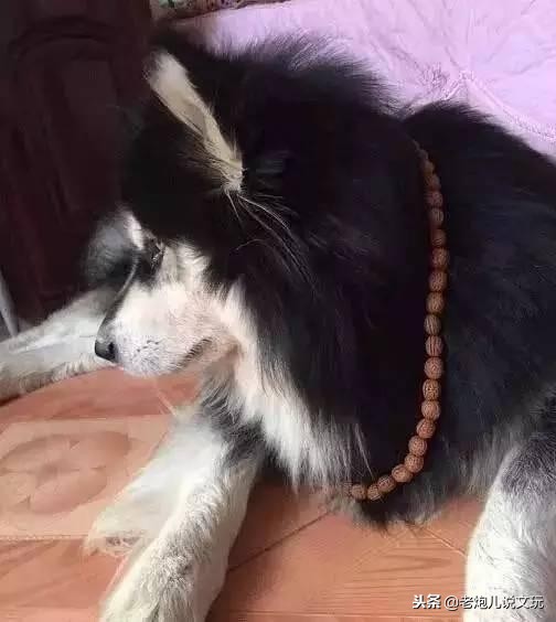 冬天了宠物这一身长毛千万别浪费，手串盘起来！