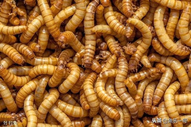 钓鱼拉饵挂饵的正确方法,野钓拉饵的正确方法和技巧