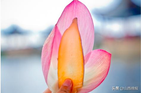 香甜的雪莲果,好吃的雪莲果哪里找