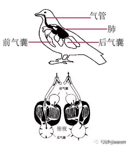 鸟类的产热结构,鸟类的结构特点有哪些
