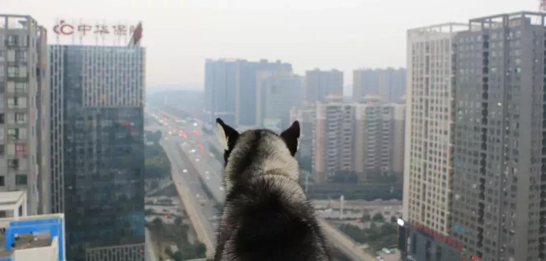 宠物市场买狗注意事项,寄养宠物注意事项