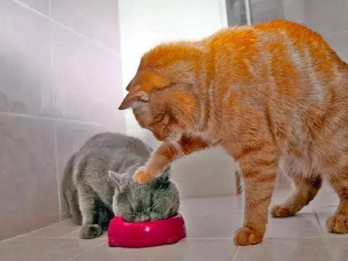 猫和老鼠汤姆沙雕手办,蜘蛛侠沙雕手办搞笑视频