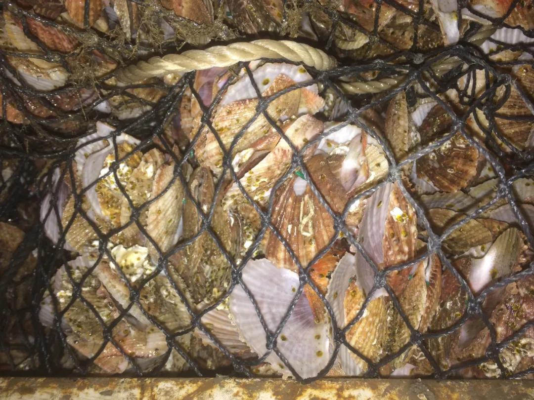 威海生蚝都是乳山生蚝吗,山东威海乳山生蚝牡蛎