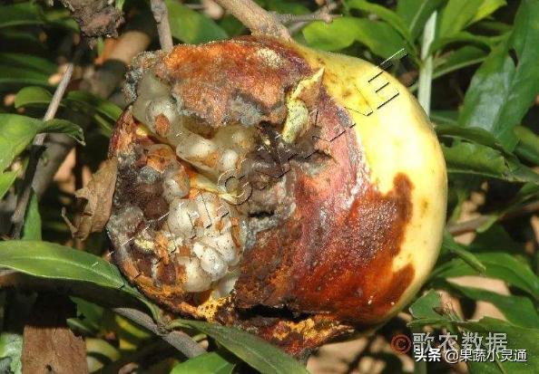 石榴干腐病防治知识,石榴干腐病最佳防治方案